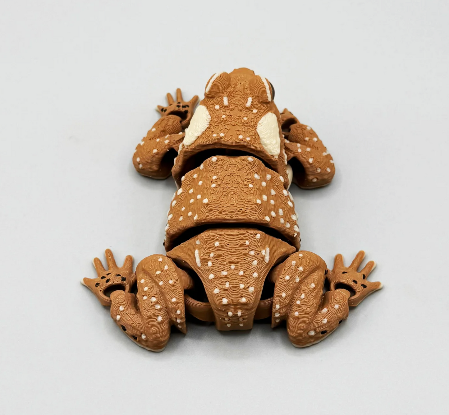 American toad – The charming garden inhabitant for your home!