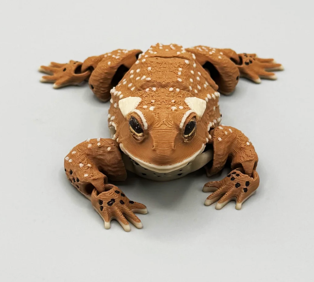American toad – The charming garden inhabitant for your home!